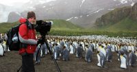 Filming King Penguins in South Georgia